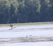 MNRiverPelicans 2014 09 029